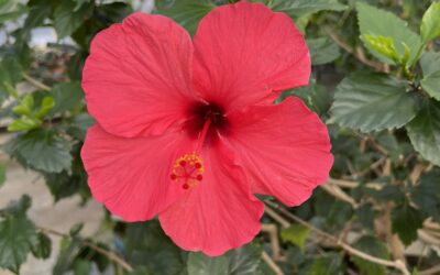 Field Trip to a Greenhouse